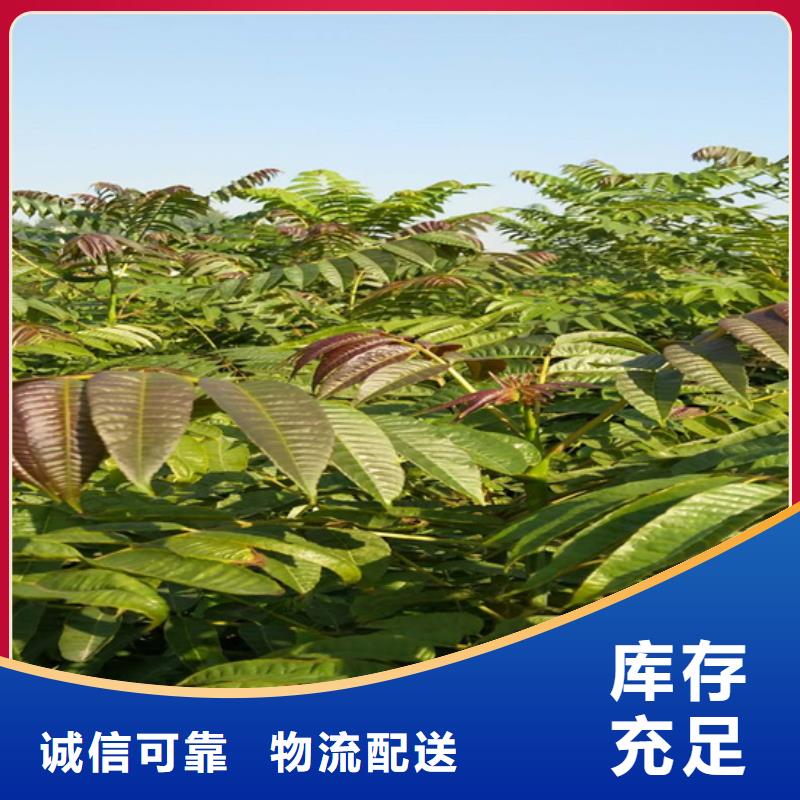 【香椿,梨树苗用心细节】一手货源