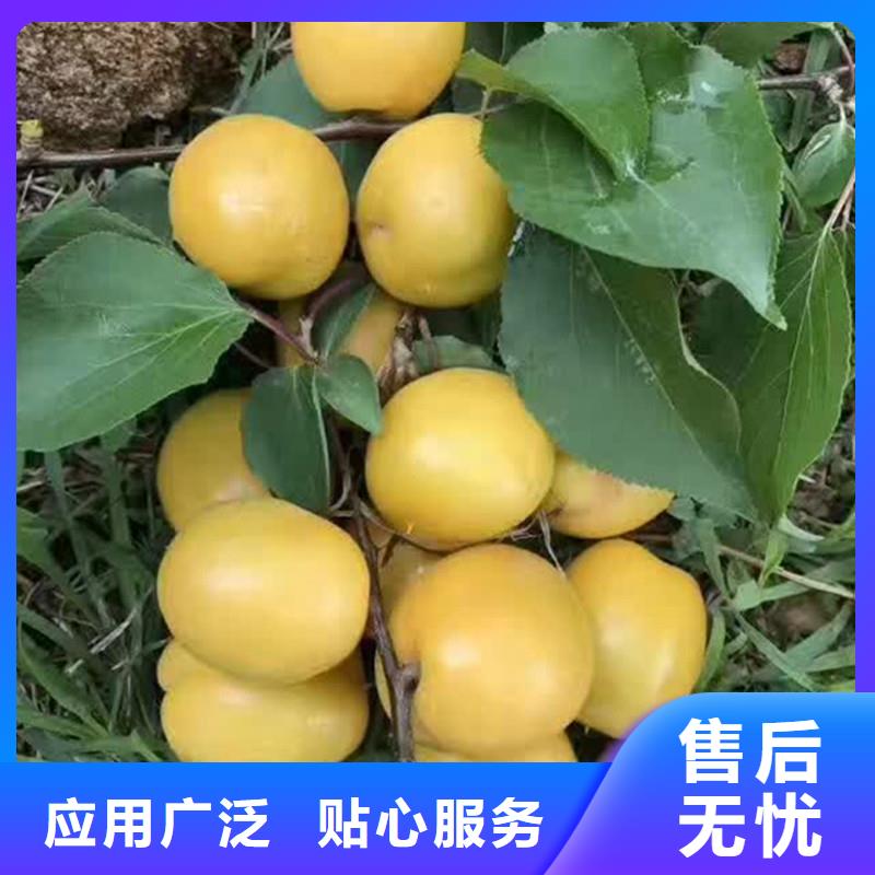 杏桃树苗质量三包当地生产商