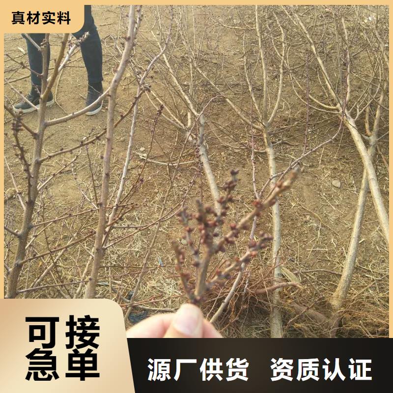 杏板栗苗研发生产销售好品质经得住考验