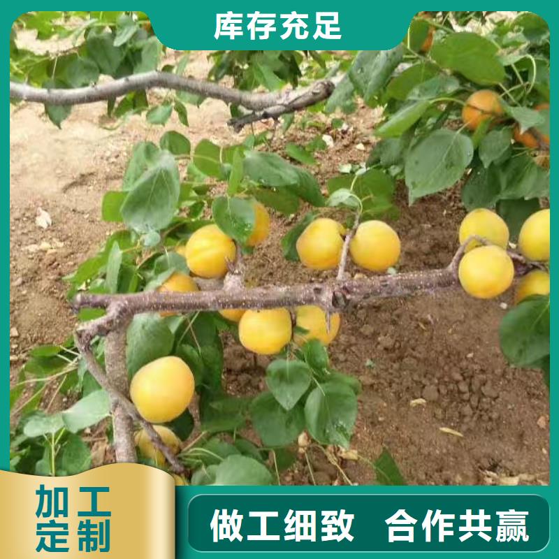 杏树苗露天种植同城服务商