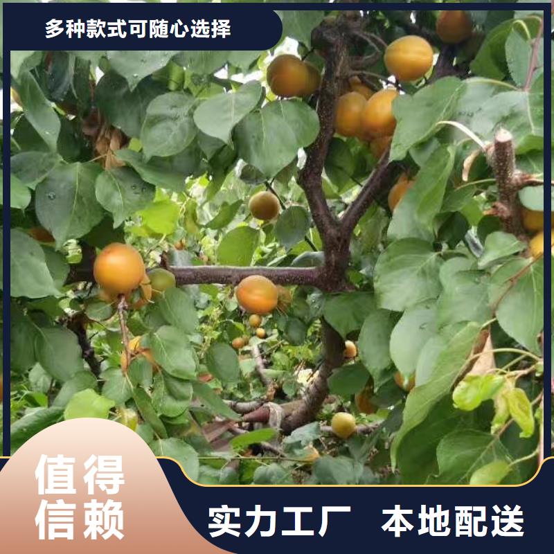 蜜香杏树苗经济效益价格地道