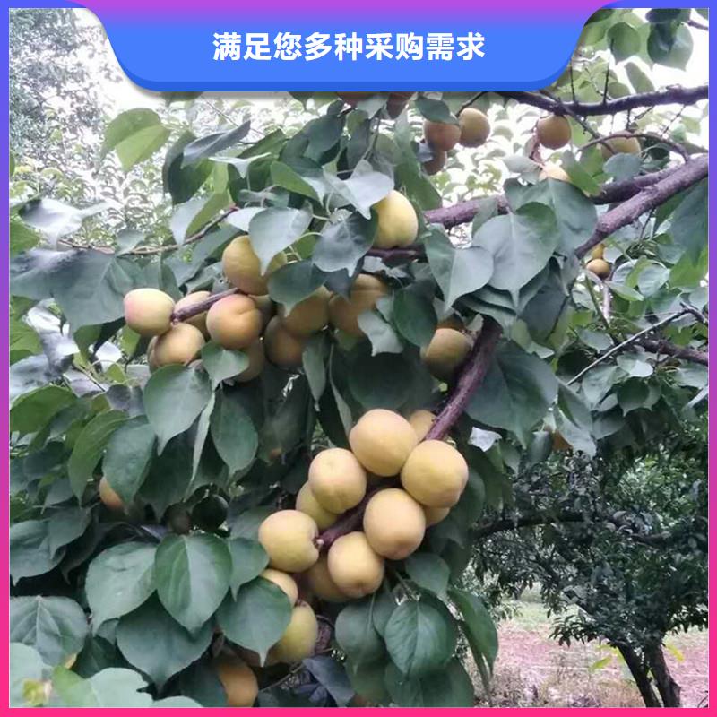 蜜香杏树苗批发价格现货充足