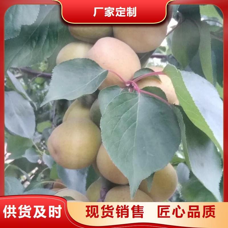 蜜香杏树苗基地直销精品优选