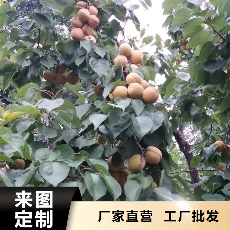 杏樱桃苗为您提供一站式采购服务同城供应商