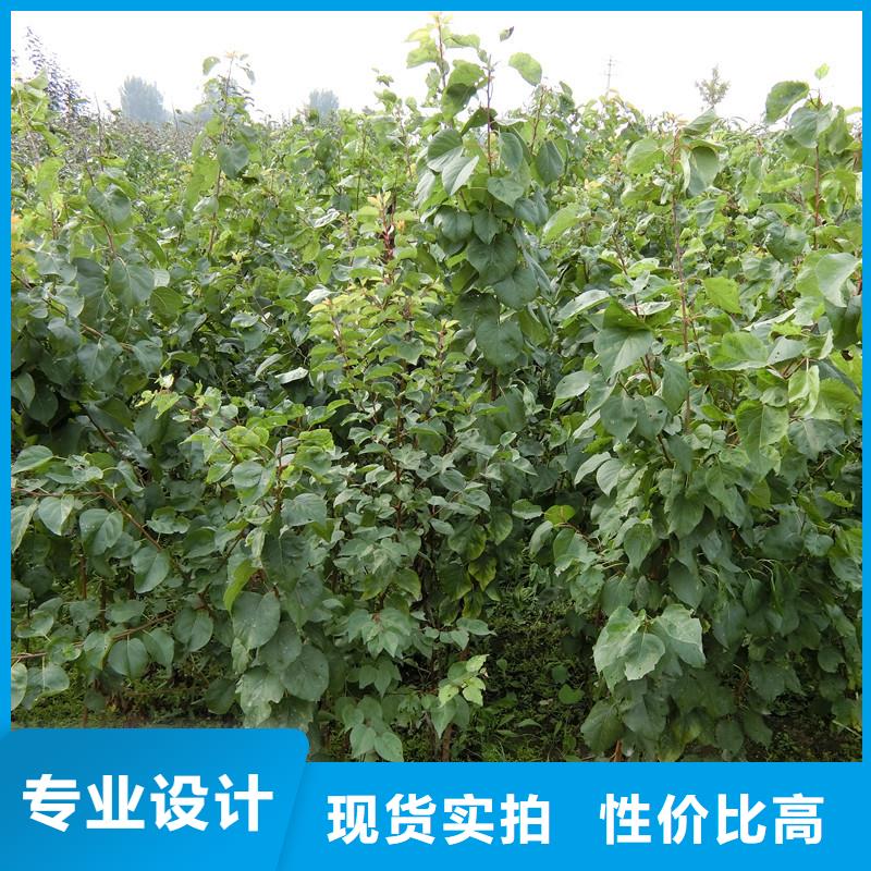 杏梨树苗当地货源好货有保障