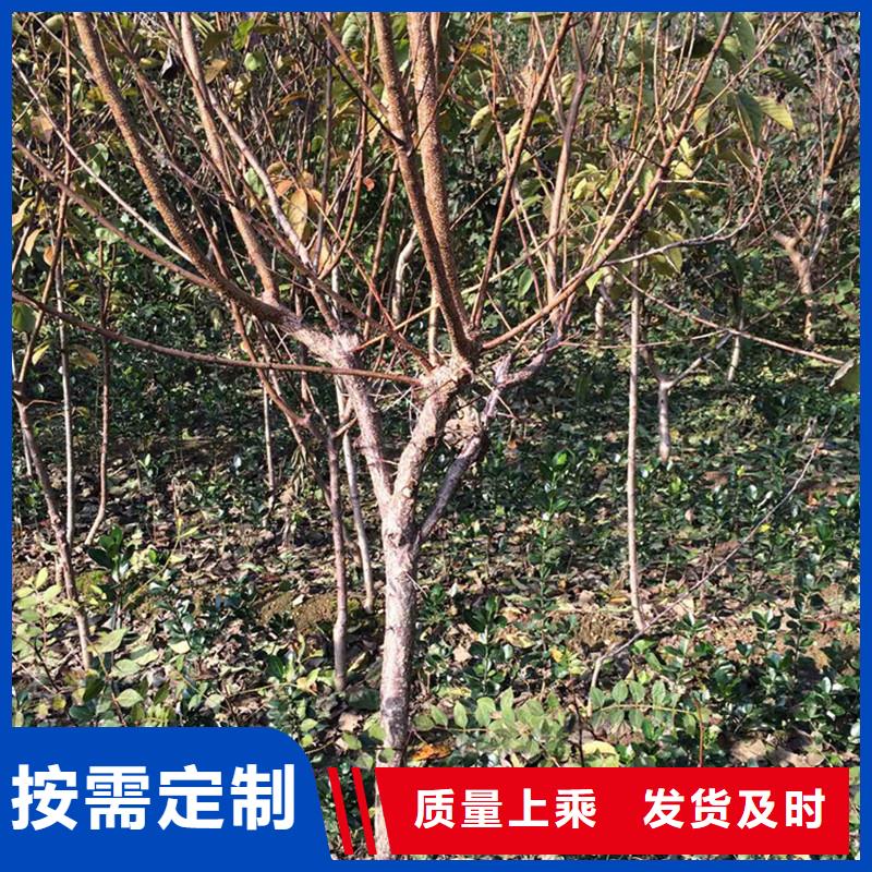 杏,樱桃苗支持加工定制支持非标定制