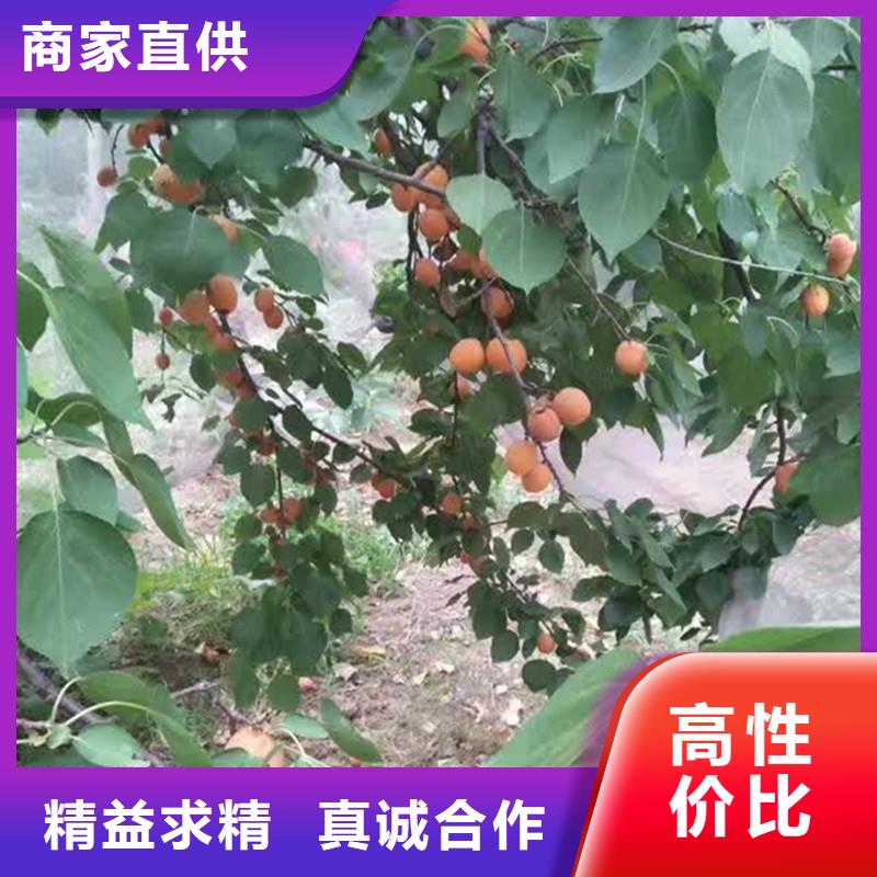 杏西瓜苗优势不只是质量好