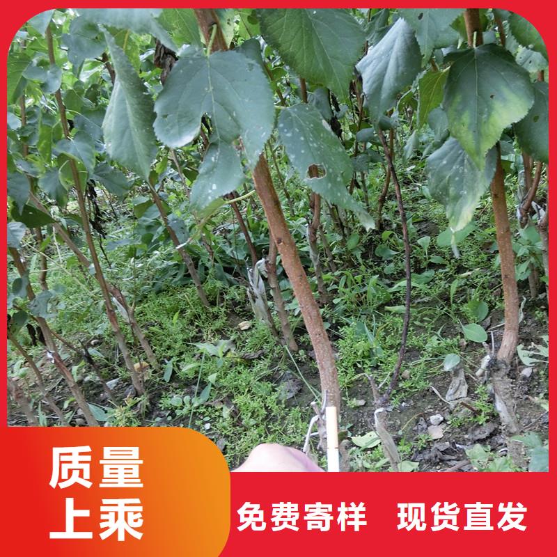 珍珠油杏树苗基地直销本地品牌