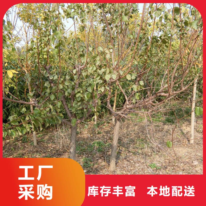 珍珠油杏树苗经济效益匠心工艺