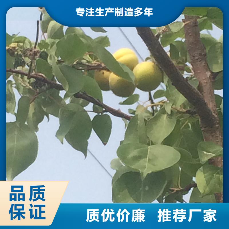 杏树苗全国发货产地工厂