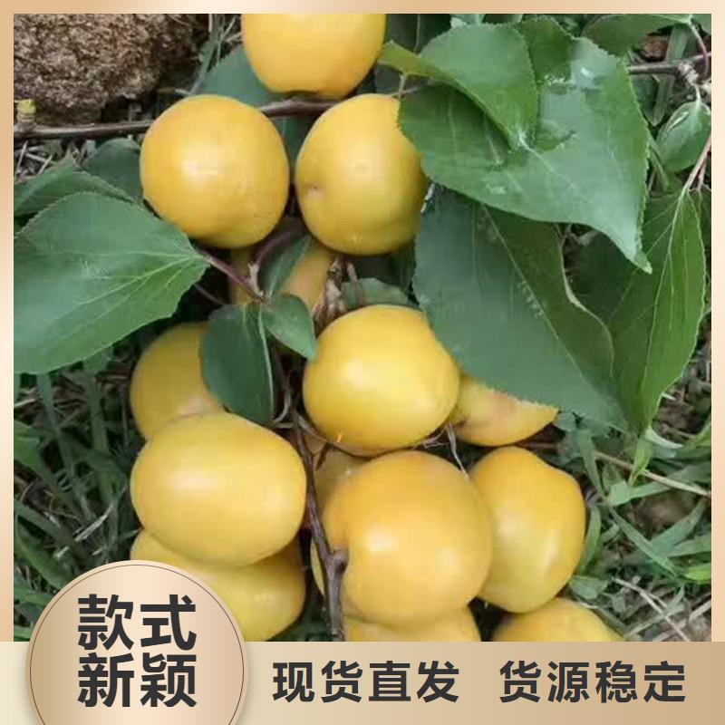 杏_石榴树实体诚信经营高性价比