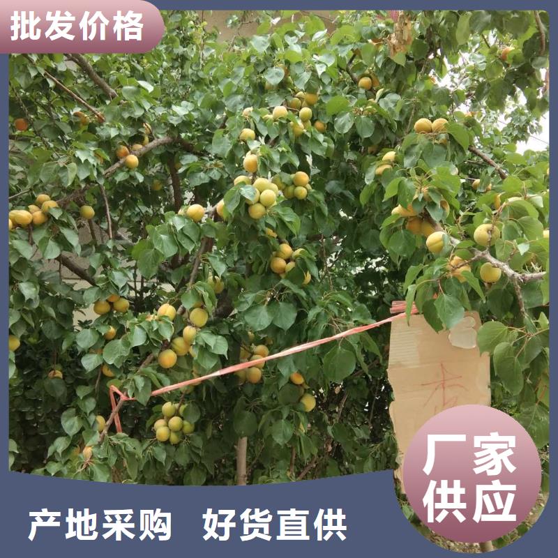 杏石榴树细节之处更加用心买的放心安兴用的舒心