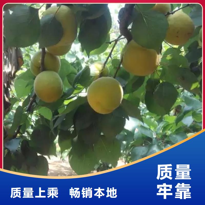 杏苹果苗用品质说话好产品不怕比