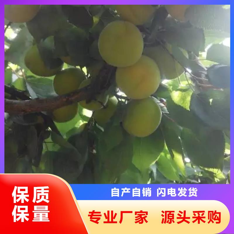 杏树苗种植管理技术诚信经营现货现发