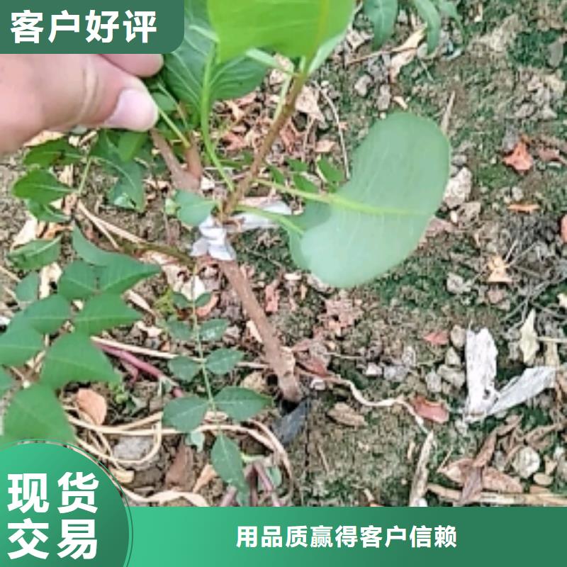 阿月浑子树苗根系发达应用范围广泛
