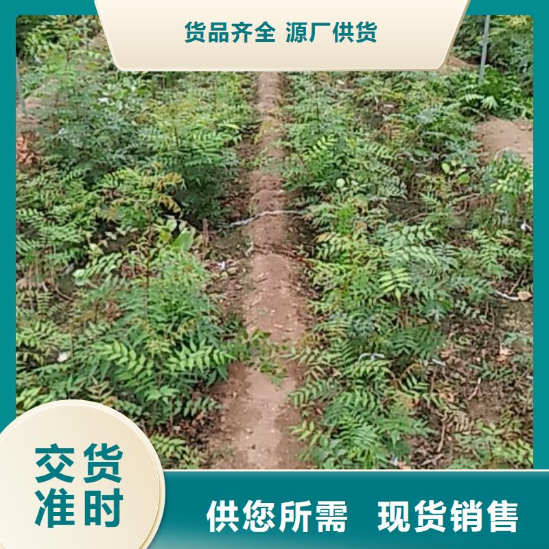 开心果蓝莓苗品牌专营厂家自营