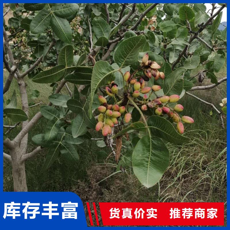 开心果【苹果苗】诚信经营质量保证从厂家买售后有保障