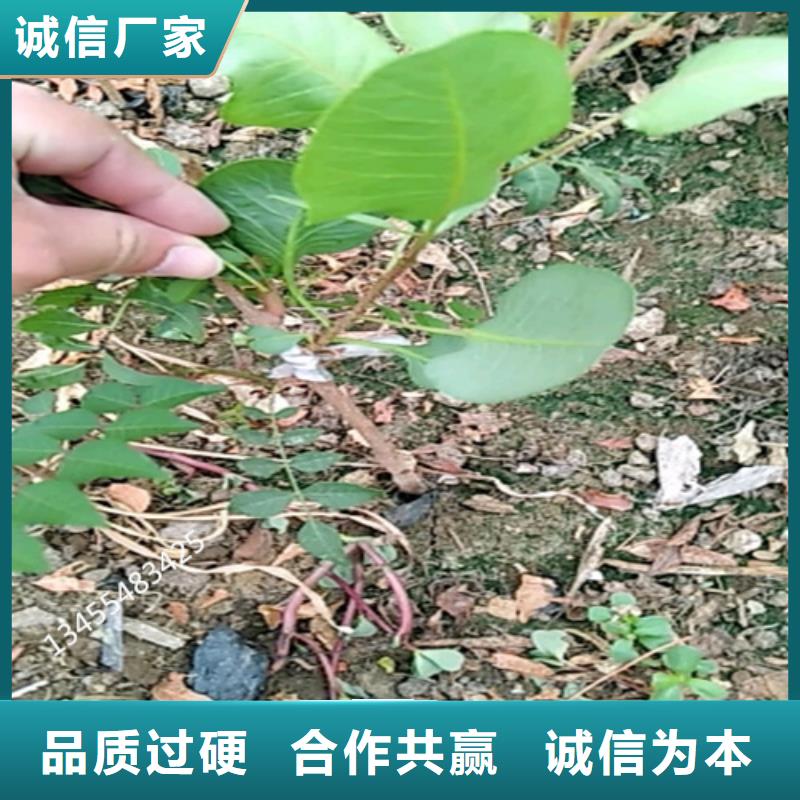【开心果樱桃苗厂家品控严格】助您降低采购成本