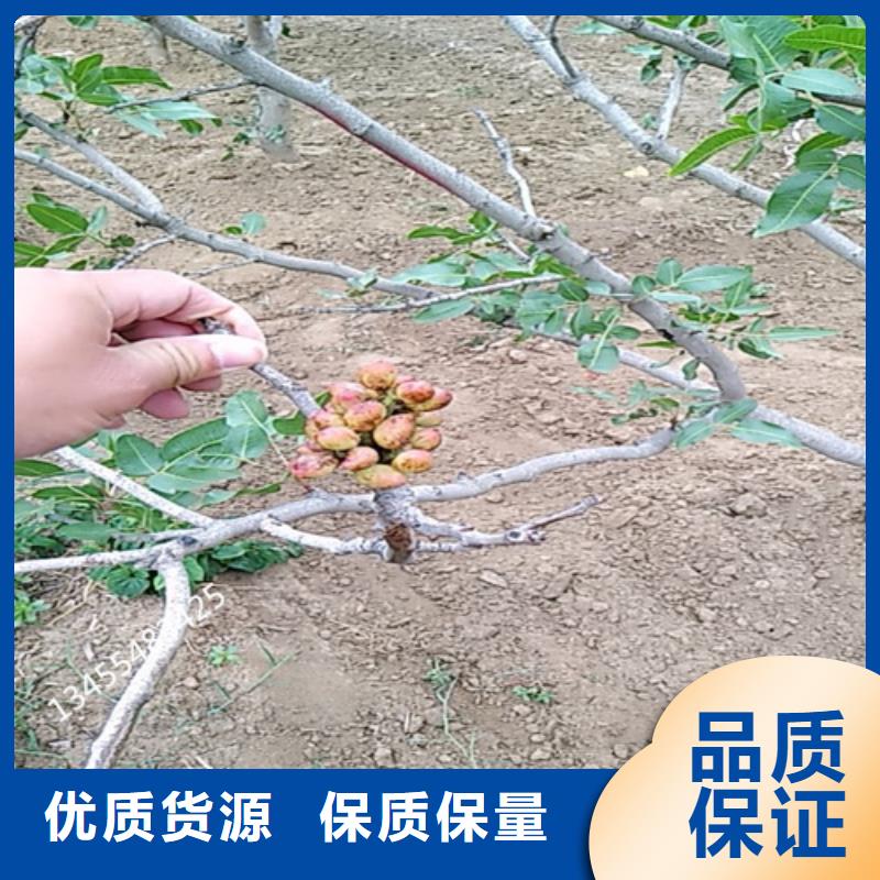 阿月浑子树苗种植管理技术批发价格