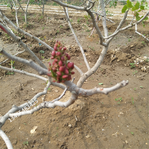 开心果树适合种植地区当地品牌
