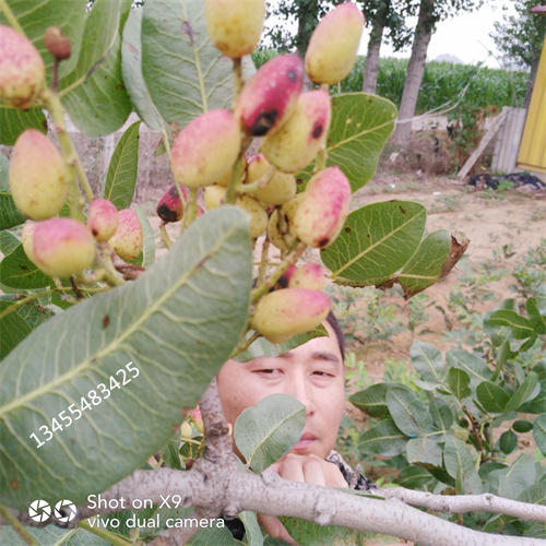 开心果苗经济效益同城制造商