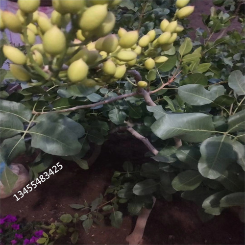 开心果苗种植管理技术同城品牌