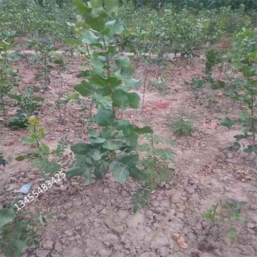 开心果树苗批发零售同城厂家