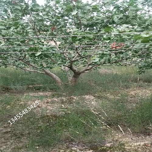 阿月浑子种植管理技术丰富的行业经验