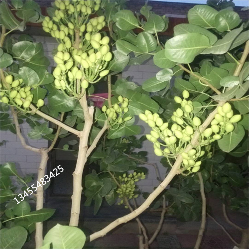 阿月浑子什么时间移栽当地货源