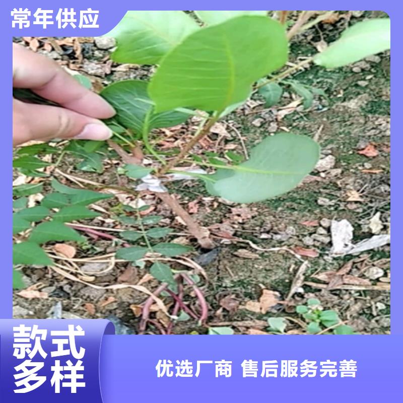 开心果苹果苗供您所需精心