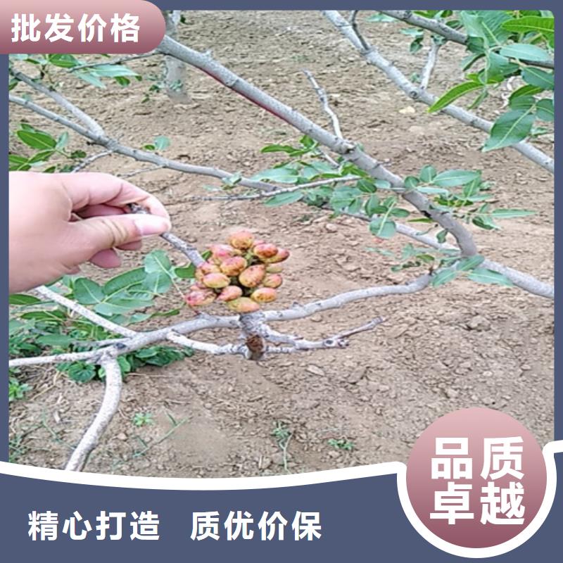 阿月浑子树苗什么时间移栽当地供应商