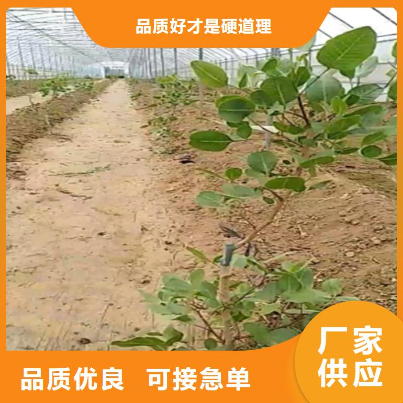 【开心果】3公分软籽石榴苗物美价优专注生产制造多年