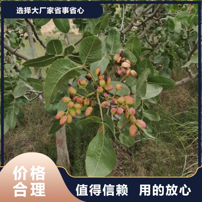 【开心果-北美冬青专注生产制造多年】质优价廉