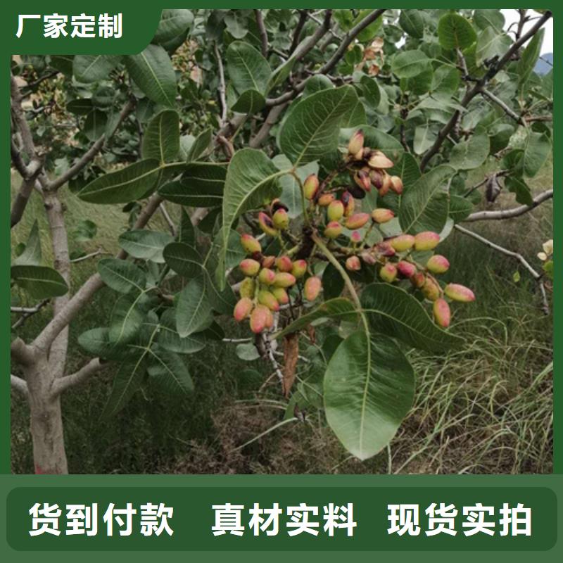 【开心果】樱桃苗精选好货本地服务商