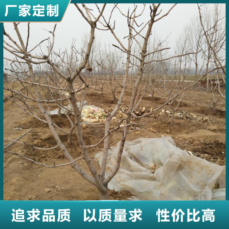 开心果梨树苗注重细节本地经销商