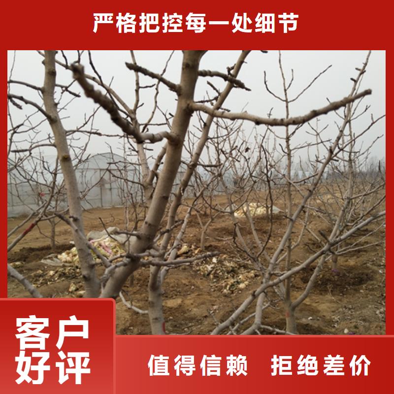 阿月浑子树苗价格懂您所需