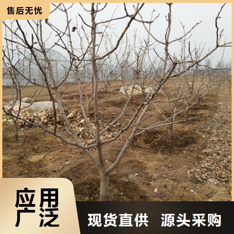 【开心果【猕猴桃苗】客户信赖的厂家】厂家拥有先进的设备