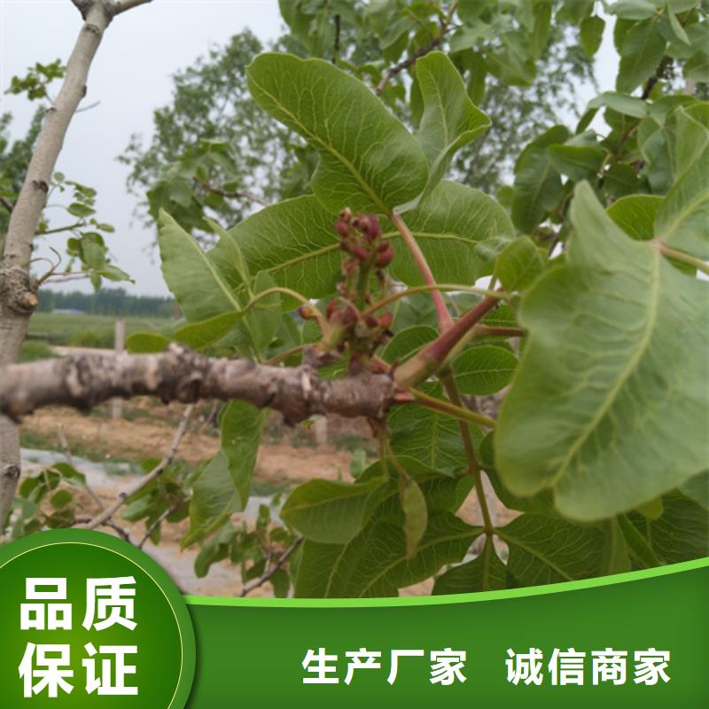 开心果【蓝莓苗】专业供货品质管控标准工艺