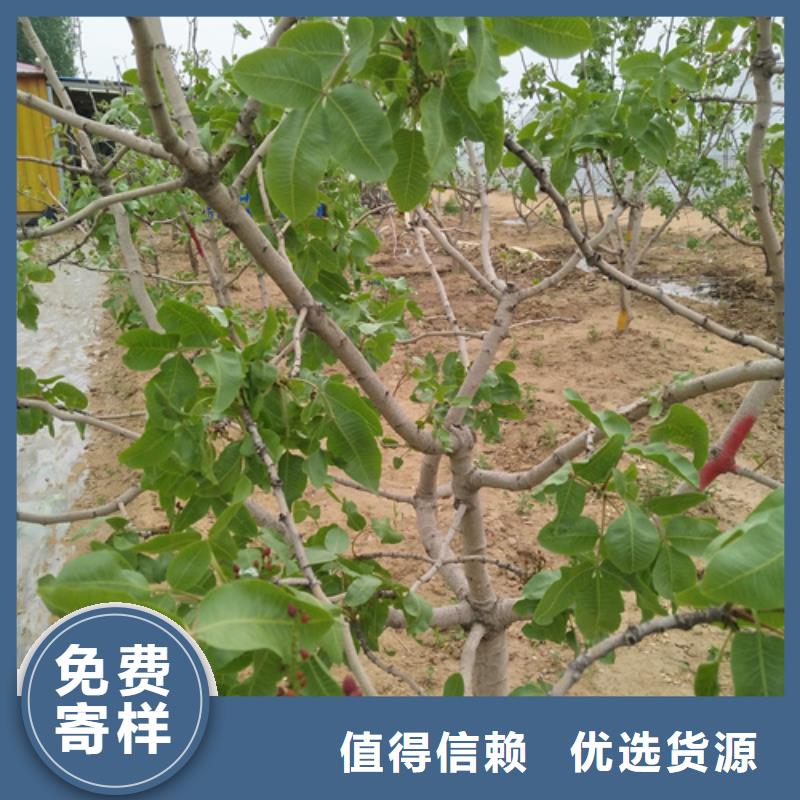 开心果樱桃苗实力优品本地公司