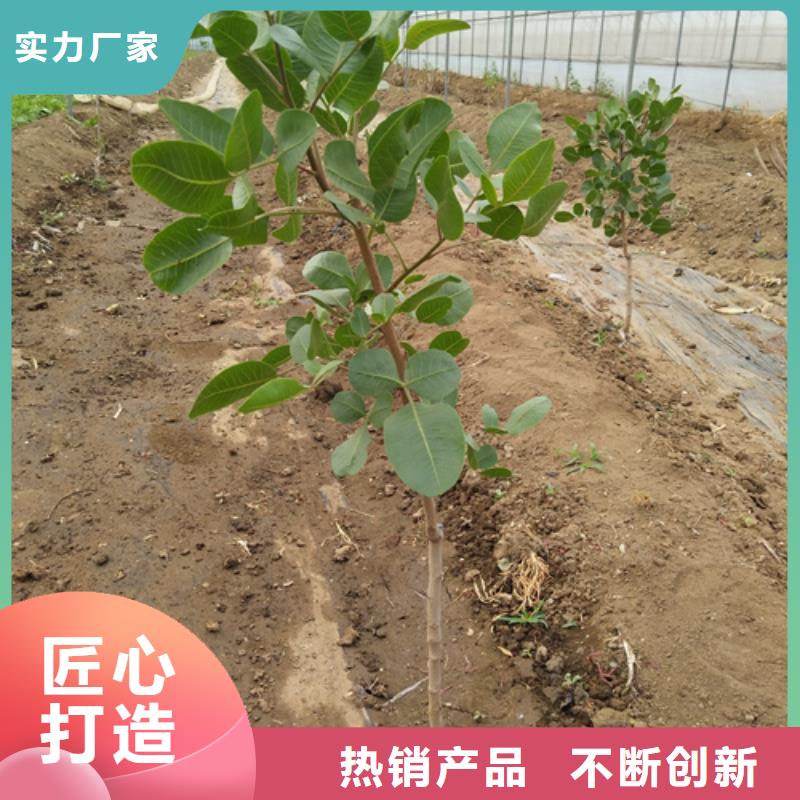 阿月浑子树苗规格用心制造