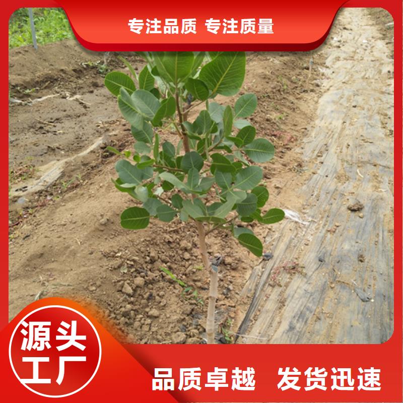 开心果批发零售欢迎新老客户垂询