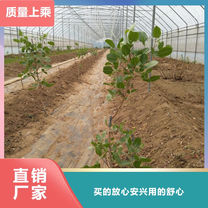开心果石榴树质检合格出厂实力商家