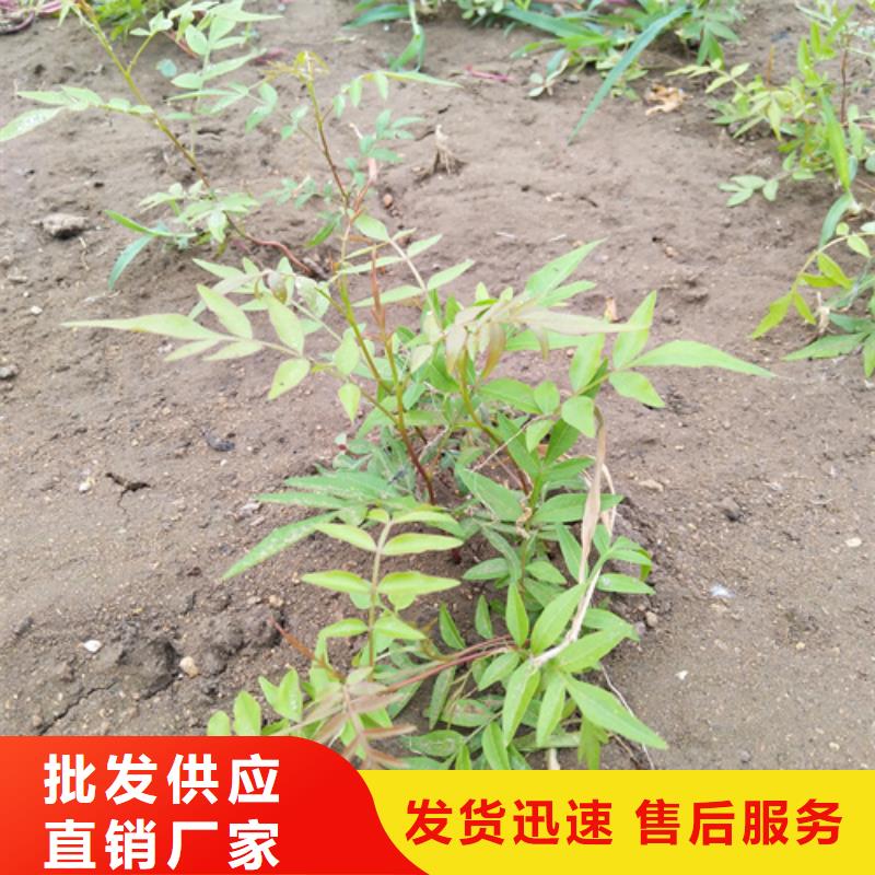 阿月浑子树苗产量多少款式新颖