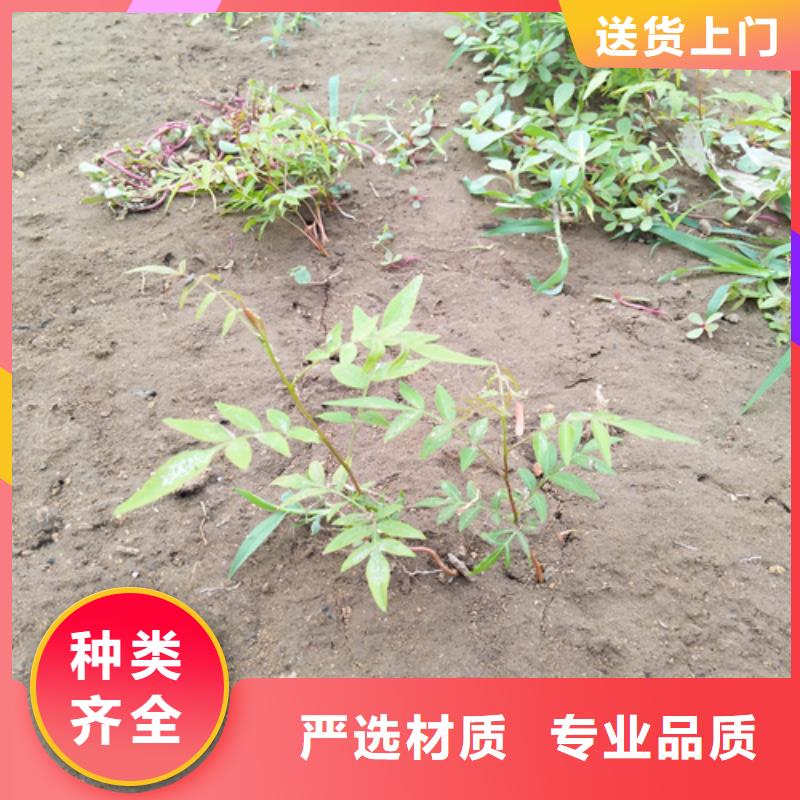 【开心果桃树苗一站式采购商】好品质经得住考验