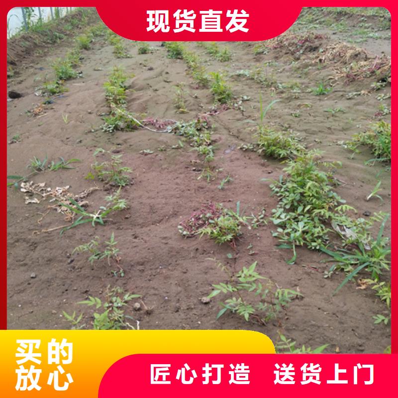 开心果,3公分石榴苗专心专注专业销售的是诚信