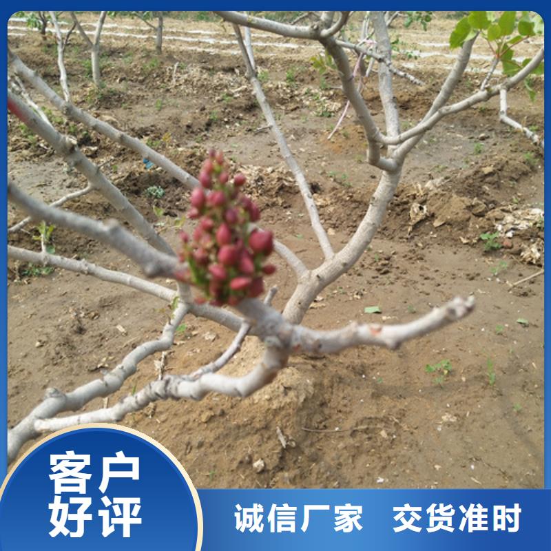 开心果苗价格本地制造商