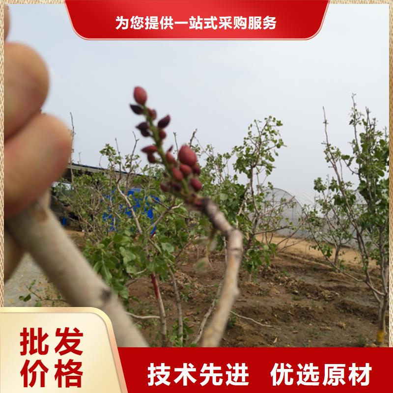开心果梨树苗源头工厂使用方法