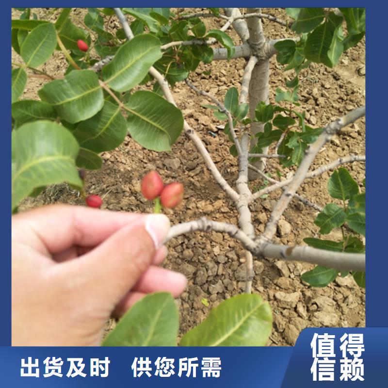开心果樱桃苗高性价比本地厂家
