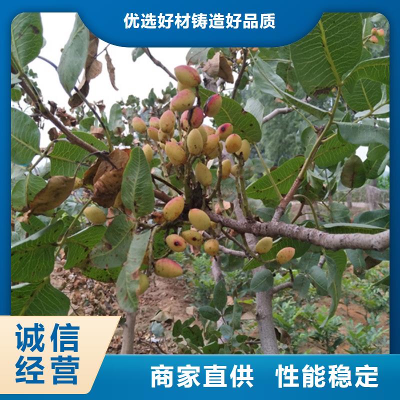 【开心果石榴树品质好才是硬道理】当地经销商