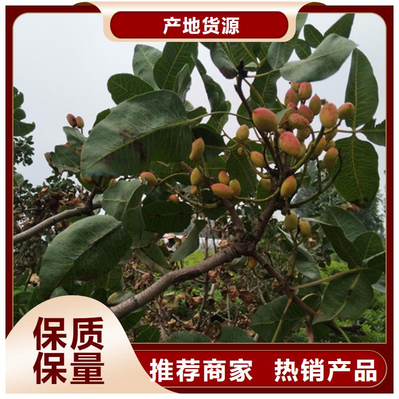 开心果苗经济效益放心得选择